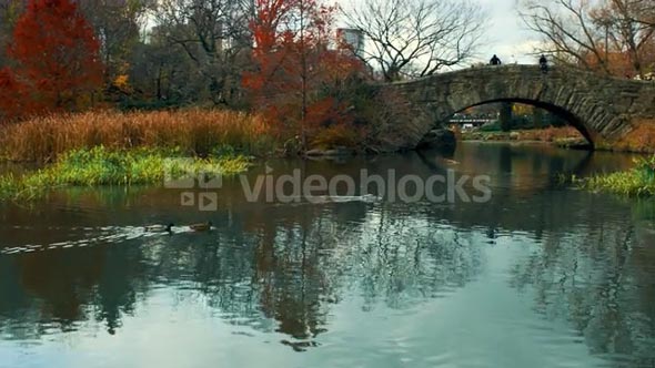 Ducks Swimming on Water Near Bridge 2