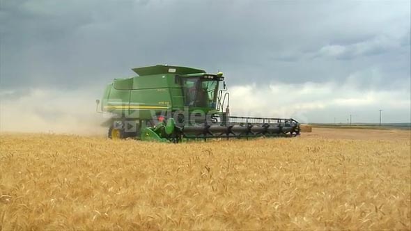 Combine Harvests Wheat In Field