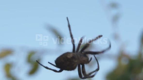 Big Spider in DanDong China 5
