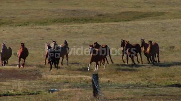 Herd Of Horses Run In Slow Motion