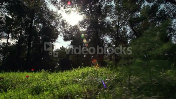 Grassy Field with Flowers and Trees 10