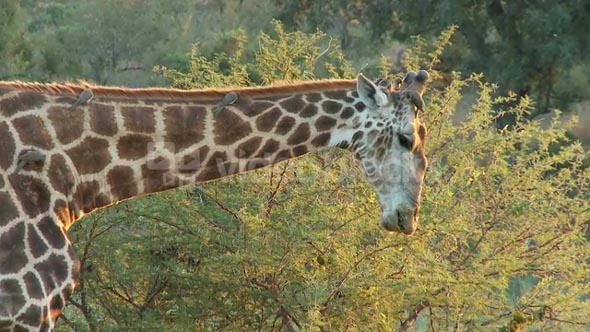 Giraffe Eating Leaves