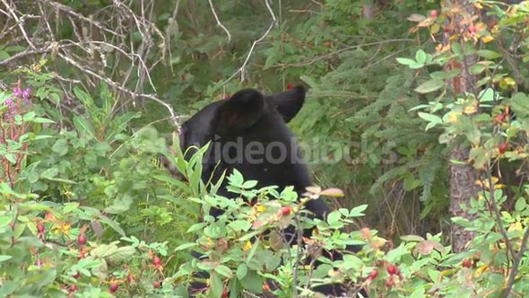 Black Bear Eating Berries