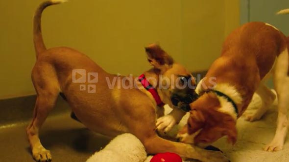Slow Motion Puppies Wrestling 2