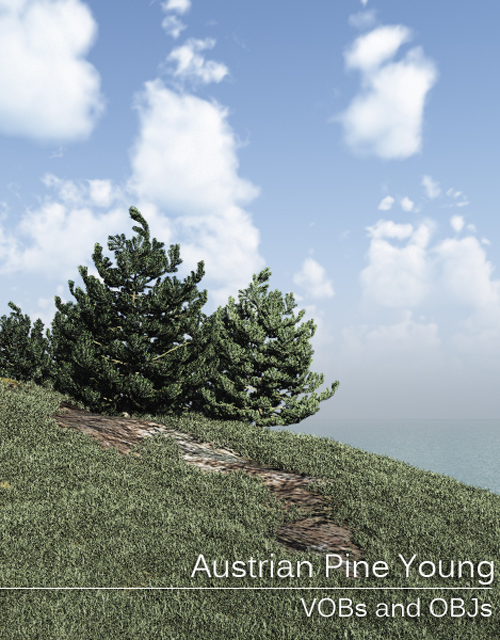 Austrian Pine Young