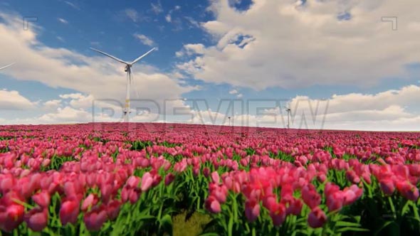 Windmills And Field Of Tulip Flowers
