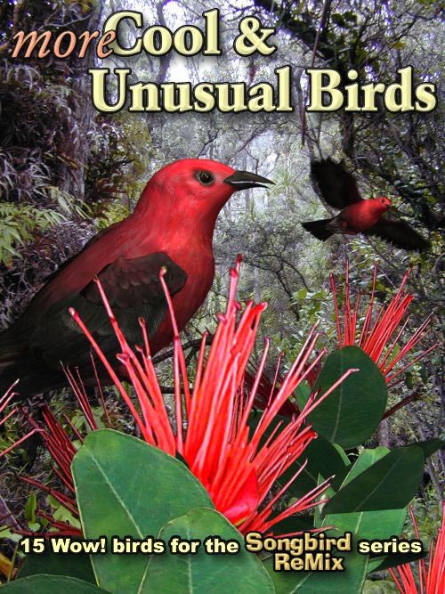 Songbird ReMix: Cool and Unusual Birds 2