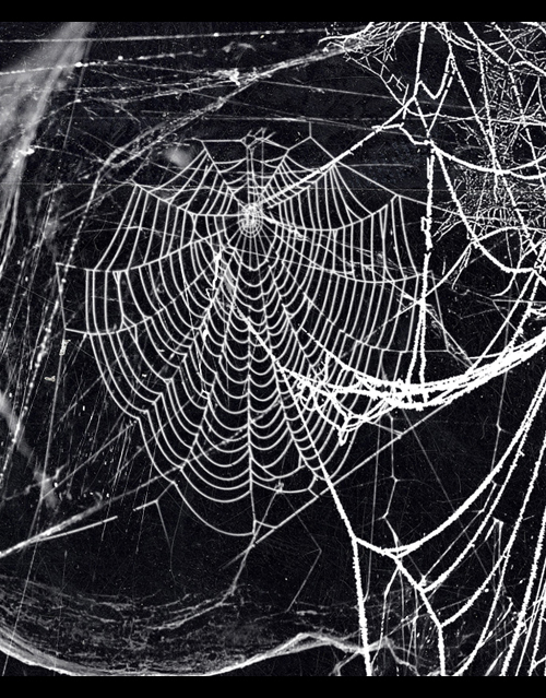 Spooky Webs