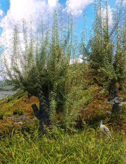 Old Man Willow - White Willow Trees for Daz Studio and Iray