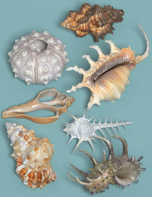 7 Sea Shell Props