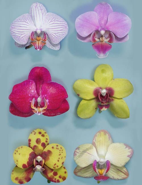 6 Orchids