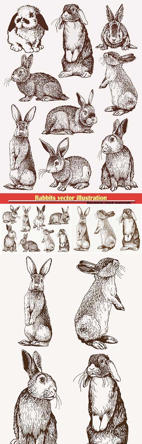 Rabbits vector illustration