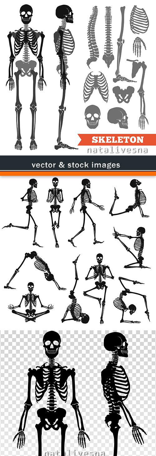 Skeleton black silhouette anatomy structure of person