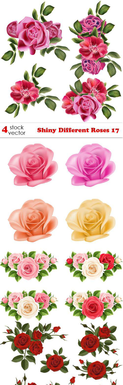 Shiny Different Roses 17