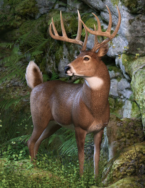 CWRW Whitetail Buck