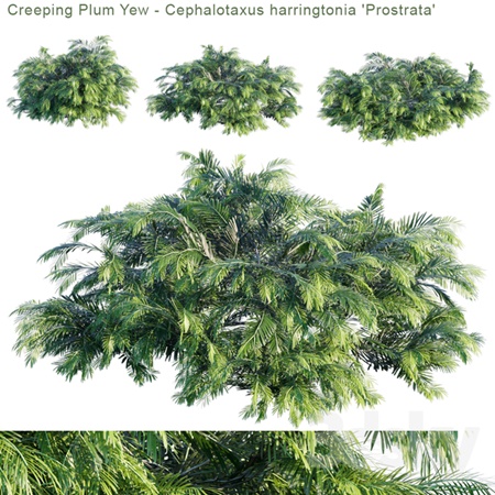 Creeping Plum Yew | Cephalotaxus harringtonia "Prostrata"
