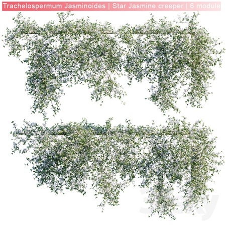Trachelospermum Jasminoides | Star Jasmine creeper | 6 module
