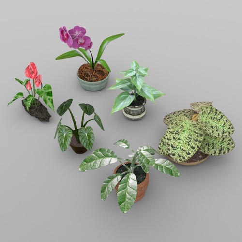 Plants Set 1 for DAZ Studio
