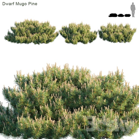 Dwarf Mugo Pine Creeping pine