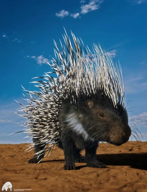 Rodents by AM: Crested Porcupine