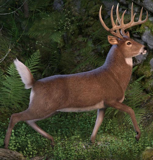 CWRW Whitetail Deer LAMH Preset