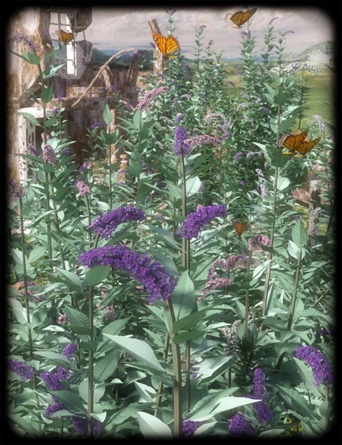 Buddleia - Butterfly Bushes