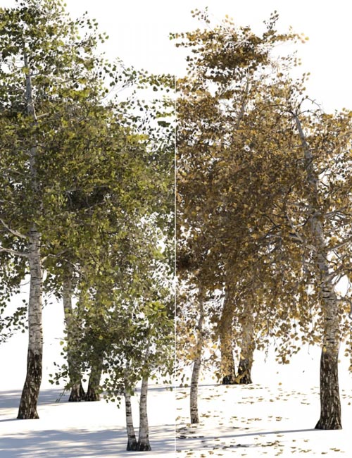 v176 Iray Birch Trees