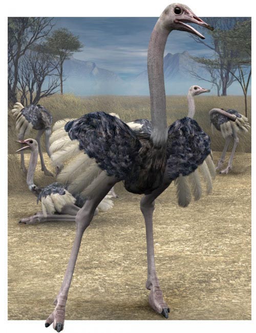 Noggin's Ostrich