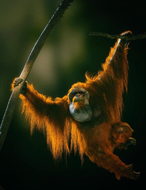 Anthropomorphs - Orangutan for Genesis 8 Male