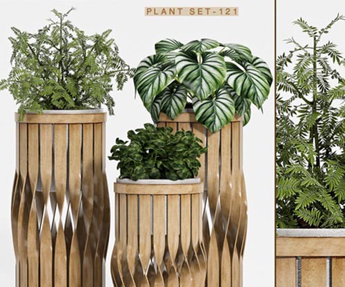 Plant set-121