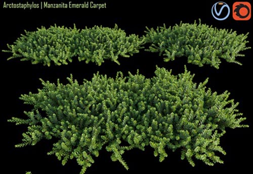 Arctostaphylos Manzanita Emerald Carpet # 1