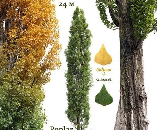 Poplar / Populus nigra #3