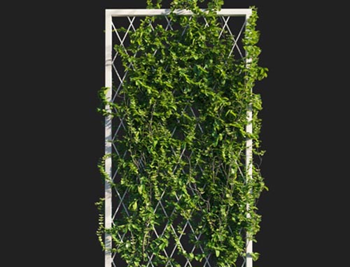 Vines on wall