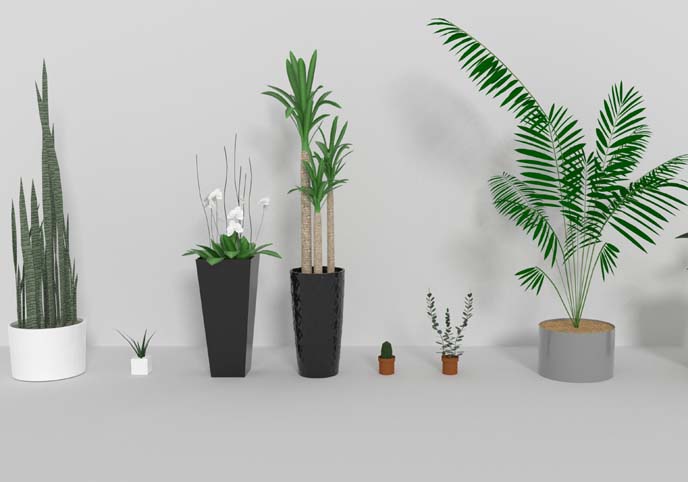 Indoor plants