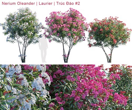 Nerium Oleander Laurier Trúc Đào # 2
