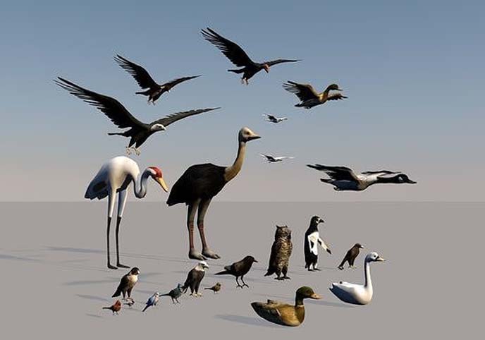 Game ready Low Poly bird collection