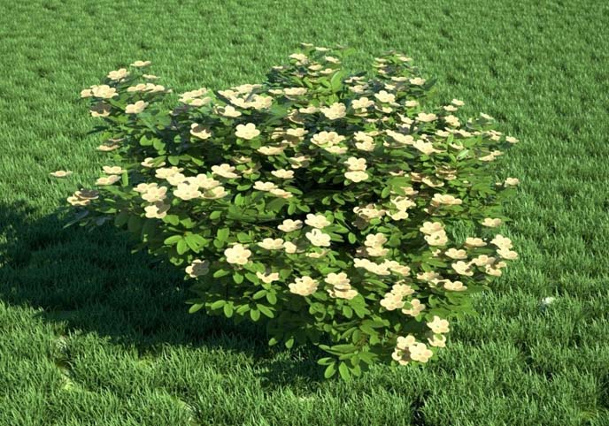 Realistic Bush