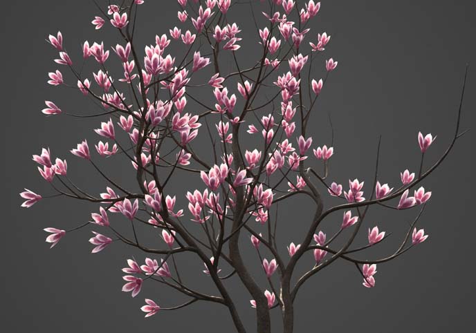 2021 PBR Saucer Magnolia - Magnolia Soulangeana