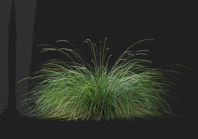 Festuca Mairei Fescue-06