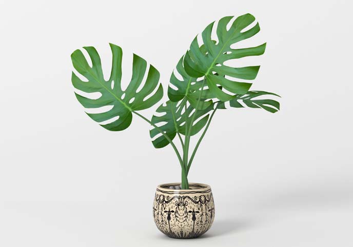 Monstera potted home flower