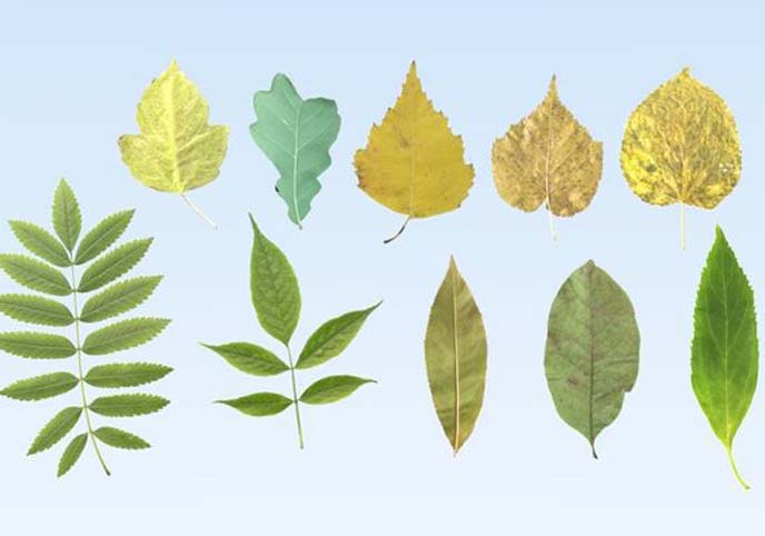 Lowpoly leaf set