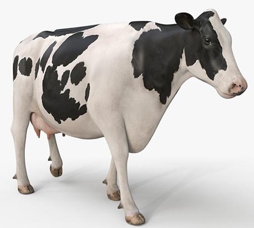 Turbosquid - Cow PRO Holstein