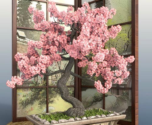 Bonsai 1 - Sakura