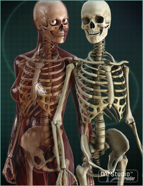 Victoria 4 Skeleton