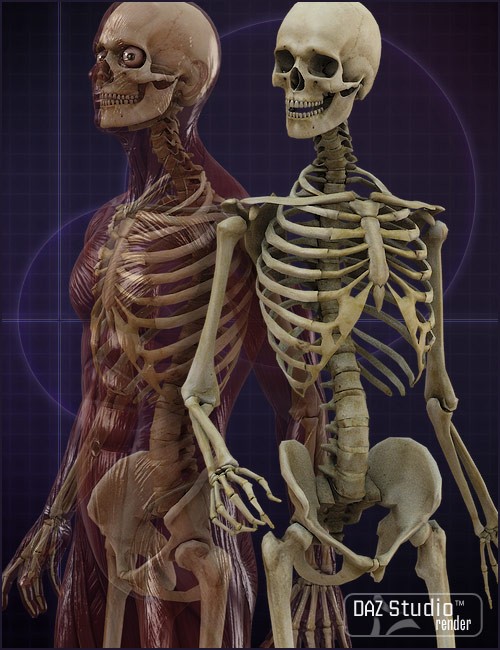 Michael 4 Skeleton