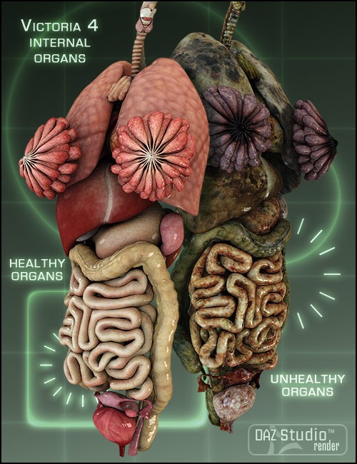 Victoria 4 Internal Organs