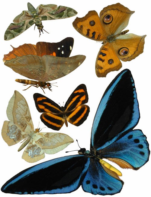 Ultimate Butterfly Collection
