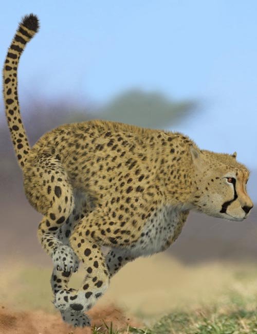 Cheetah by AM