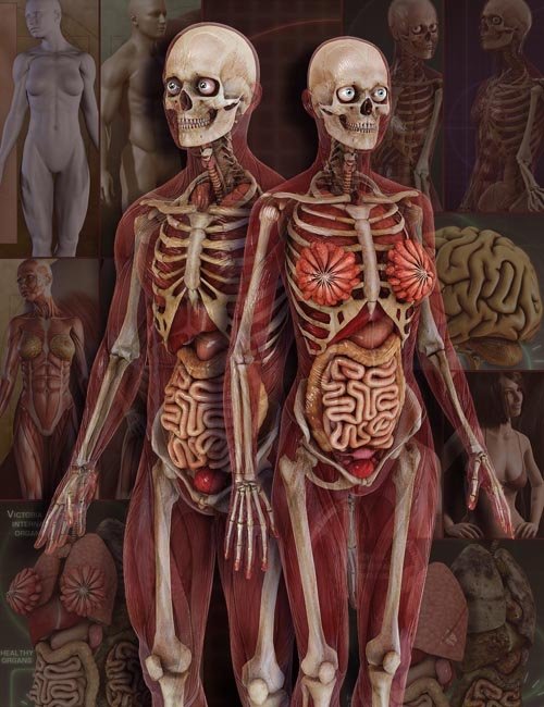 Anatomy 4 Pro Bundle