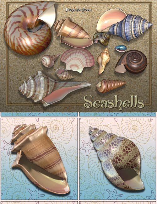 Exnem Seashells